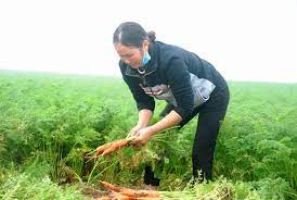 Cẩm Giàng hoàn thành gieo trồng cà rốt sớm